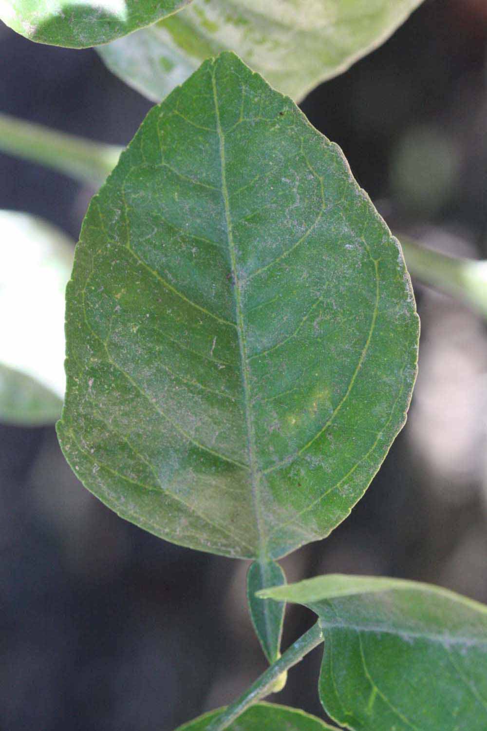              Unifoliolate leaf (Riverside, CA)       